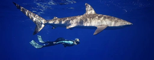 Shark Snorkeling without the Cage