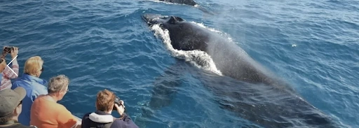 Swim with Dolphins and Activity Boat